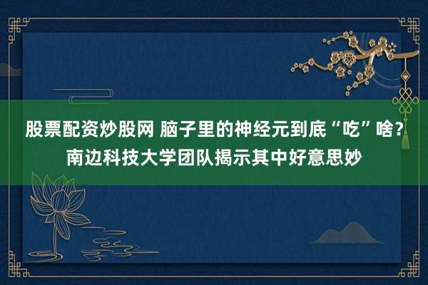 股票配资炒股网 脑子里的神经元到底“吃”啥？南边科技大学团队揭示其中好意思妙